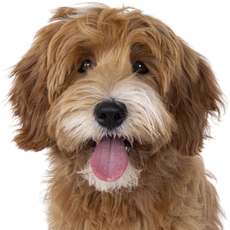 Pet Friendly Community Fluffy brown dog with white background
